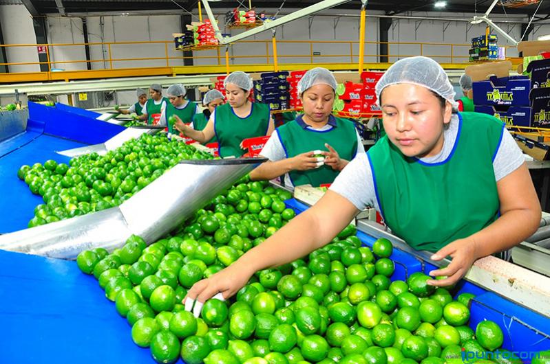 SE BUSCAN 30 PERSONAS PARA EMPACAR DISTINTAS FRUTAS |