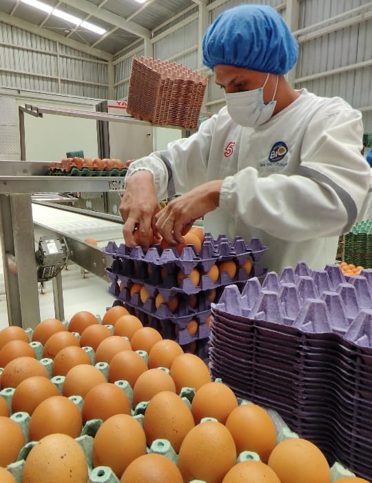CONVOCATORIA PARA EMPACADORES DE HUEVOS |